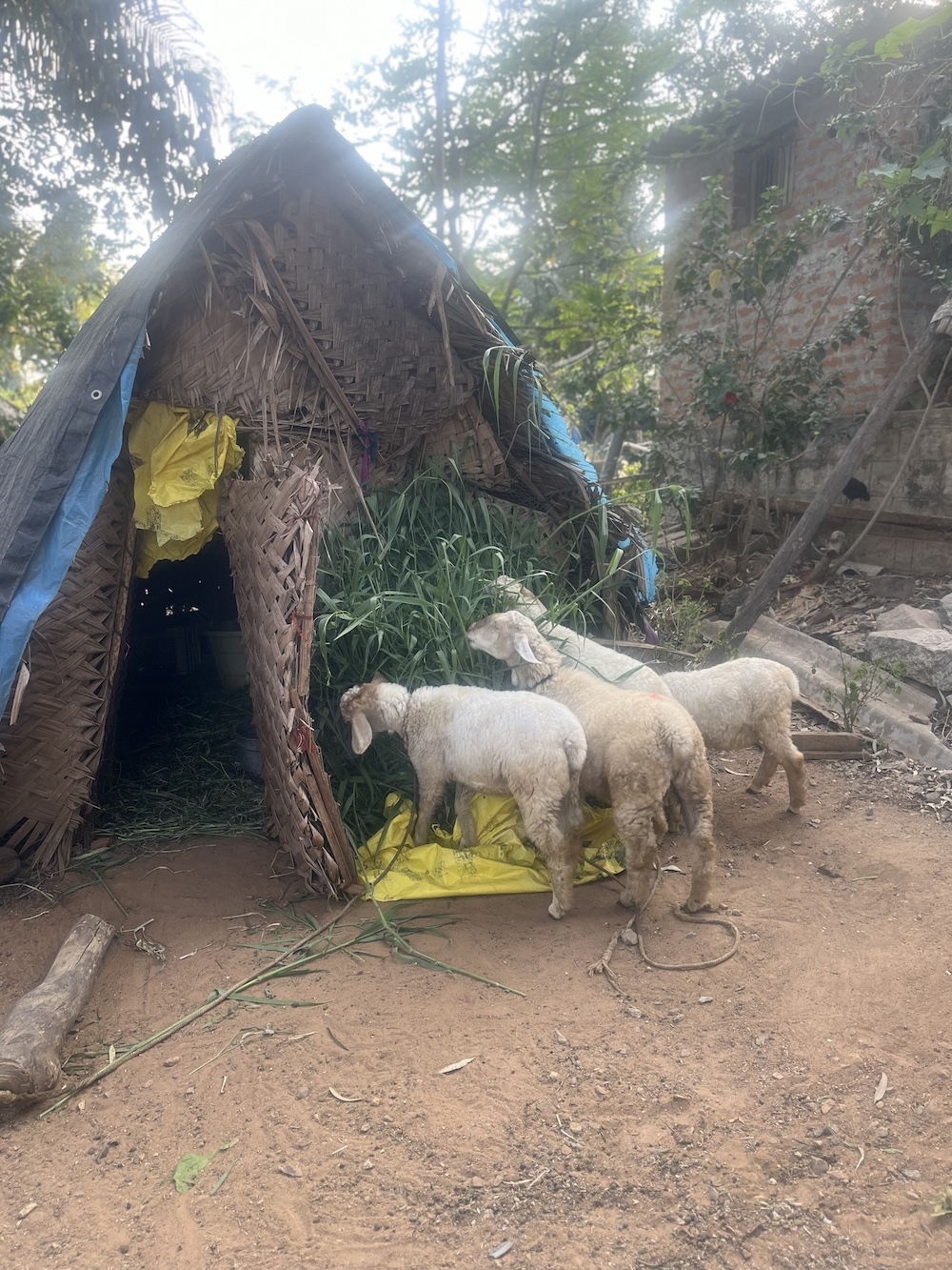 At-the-family-site-2-cattle