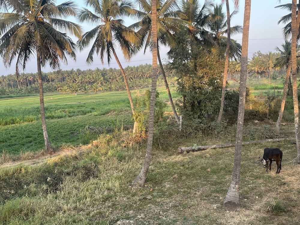 At-the-family-site-2-feild