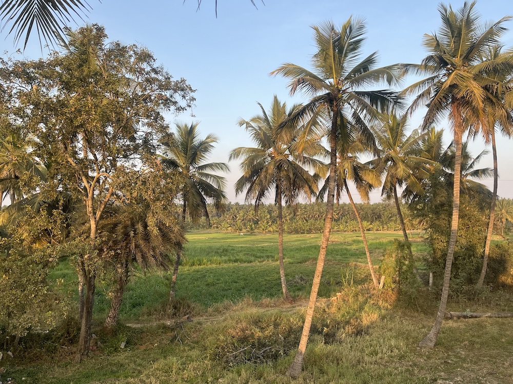 At-the-family-site-2-field