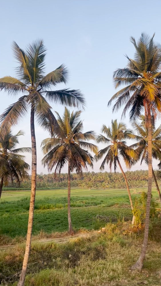 At-the-field(opt-video)